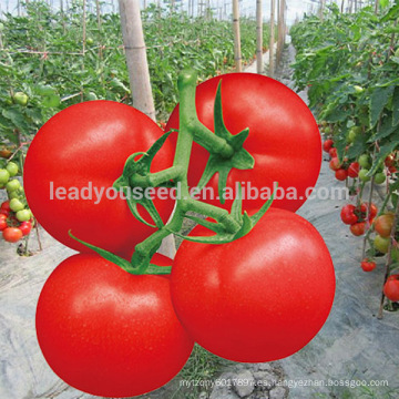 AT051 Tuoduo tamaño medio de fruta determinado tomate semilla empresa